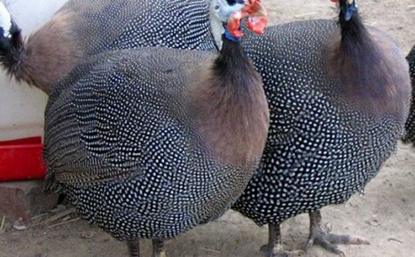 Breeding and keeping guinea fowl at home