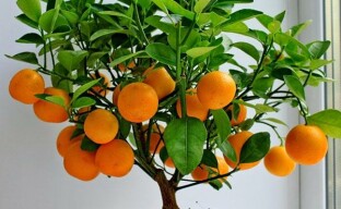 Mandarinų priežiūra patalpose