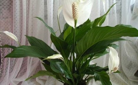 Pflege eines weiblichen Glücks einer Blume: Schaffung idealer Bedingungen für die Blüte von Spathiphyllum