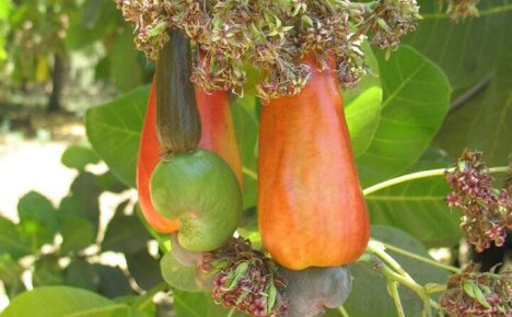 Hoe cashewnoten thuis te kweken - de belangrijkste subtiliteiten van de zorg voor een tropische plant