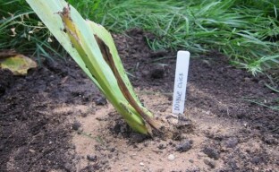 Consejos prácticos para cultivar iris