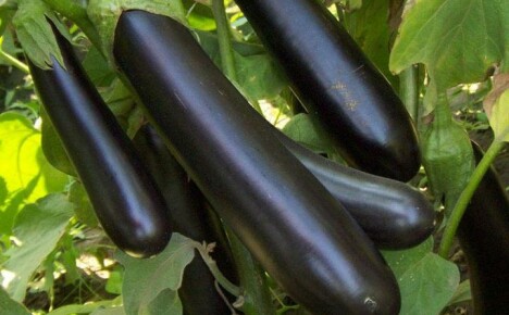 Hemmeligheter med å dyrke en tidlig moden hybrid av Valentins aubergine