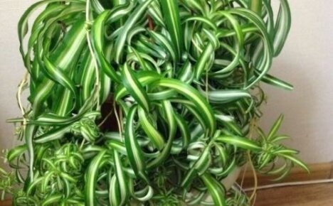 Chlorophytum curly - en blomma för de mest trafikerade odlarna
