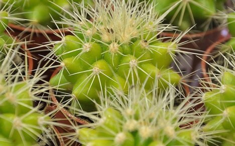 As nuances do cultivo de uma planta incomum de echinocactus Gruzoni