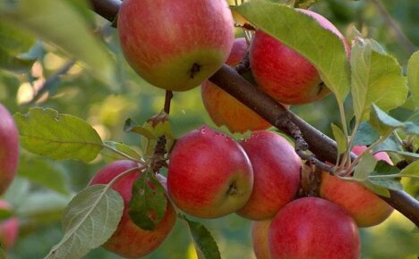 Odrody jabĺk - to najlepšie ovocie pre každú chuť a farbu