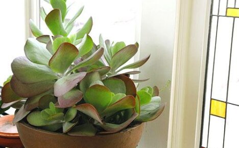 How to transplant Kalanchoe on your own so that the plant will start and grow?