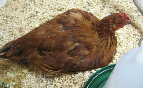 Учење самосталног лечења кокцидиозе код пилића