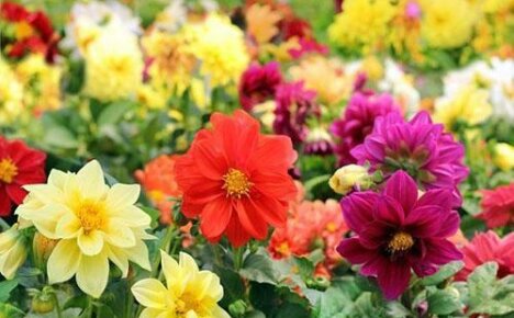 The best varieties of annual dahlias for a closer look