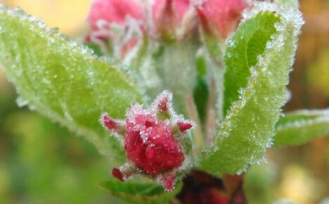 Protection efficace des plantes contre les gelées printanières imprévisibles