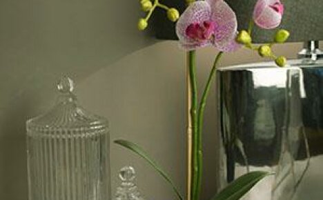 Az orchideák cserepeinek kiválasztása és változatossága