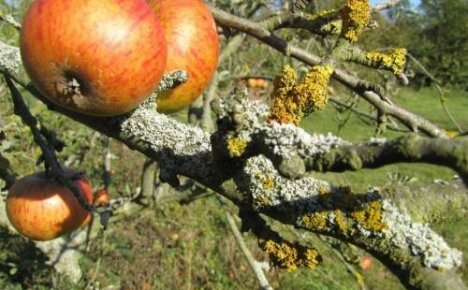 Come affrontare i licheni sugli alberi da frutto: istruzioni passo passo