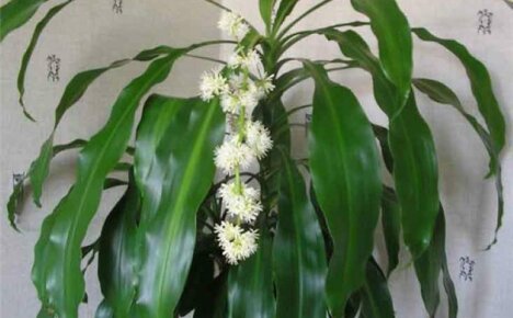 Una delle dracaena più grandi e fiorite: dracaena profumata, descrizione e cura