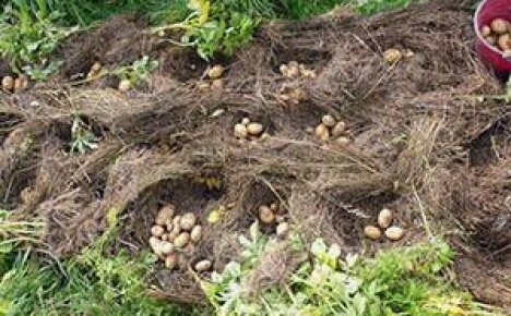 Plantarea cartofilor în Ural