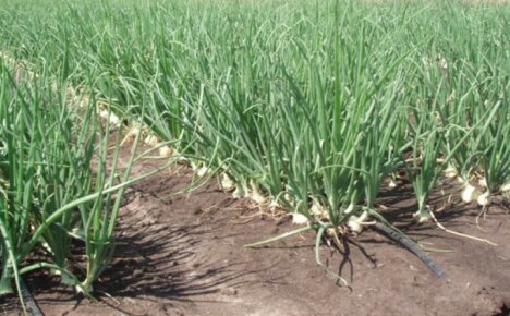 Growing onions on drip irrigation - a few tips for novice gardeners and farmers