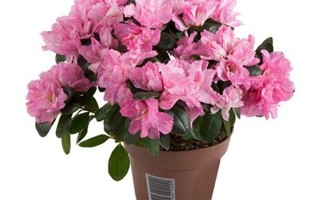 Stunningly beautiful azalea indica in your collection