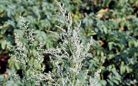 Quinoa weed and how to deal with it in the garden