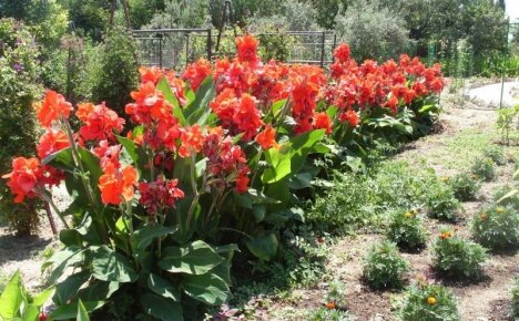 Decorarea grădinii flori de cannes - îngrijire, depozitare pentru iarnă, video