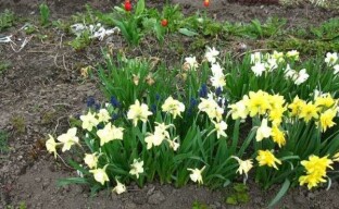 Garden daffodils: features of planting and growing spring primroses