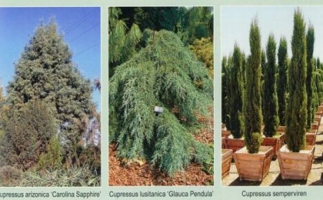 Những loại cây bách nào có thể trồng trong vườn