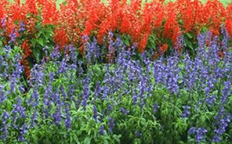Kırmızı-masmavi tonlarda çiçeklik: bahçe için ada çayı çeşitleri ve çeşitleri
