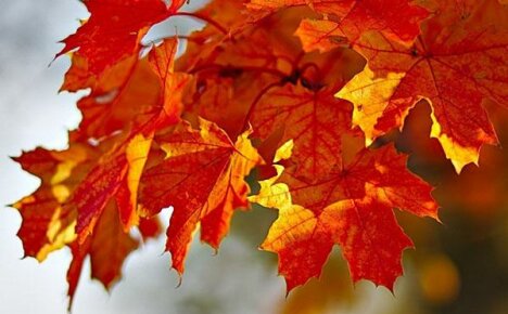The healing properties of maple leaves and contraindications for use
