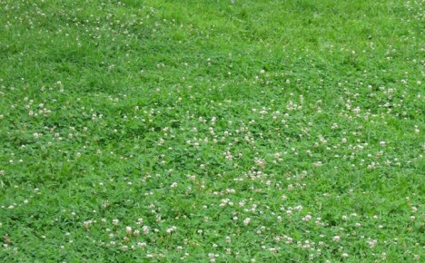 Професионални съвети за това как да засадите и поддържате тревата с бяла детелина