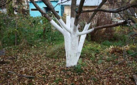När man ska vitkalka fruktträd på hösten - viktiga nyanser av trädgårdsarbete