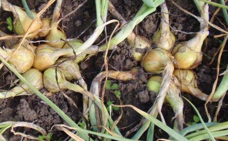 Agrotechnology for planting family onions and caring for them in the open field