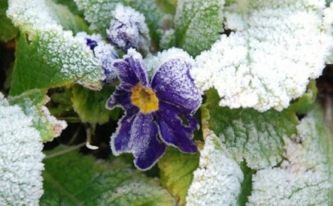 Les plantes perennes més resistents a les gelades del nord: una àmplia selecció per a tots els cultivadors