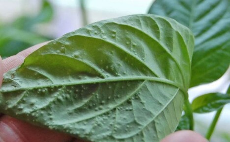 What is sweet pepper leaf oedema and how to fix it