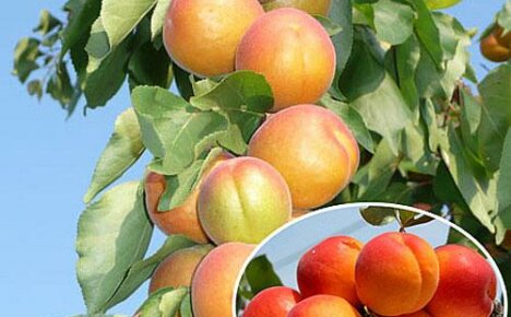 Den søjleformede abrikos Zvezdny vil glæde dig med store frugter og en kompakt krone