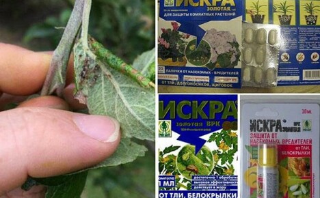 Kıvılcım altın: çift etkili bir böcek ilacı kullanma talimatları