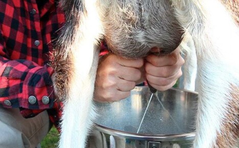 Kolik mléka dá koza denně?