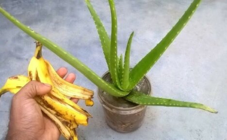 Banana peel flower fertilizer - cheap, environmentally friendly, useful and effective