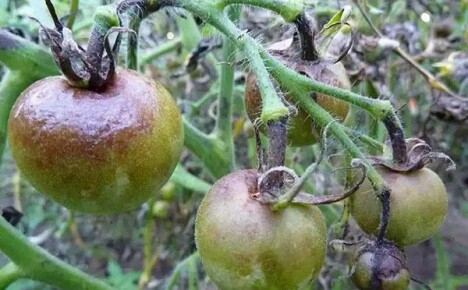 Malattie fungine dei pomodori: segni di aspetto e metodi di prevenzione