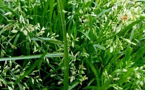 Непретенциозни ливадски вијук за травњаке и стварајући оазу ужитка