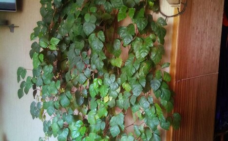 Méltó otthoni szőlő - szobanövény a stílusos belső térért