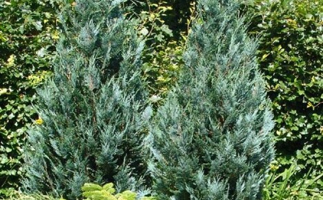 Een cipresboom planten en verzorgen: praktisch advies van experts