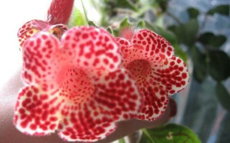 Secrets of growing a decorative kaleria flower