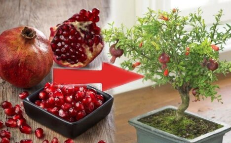 Både dekorativt och användbart träd från tropikerna i ditt hem - hur man odlar ett granatäpple från en sten