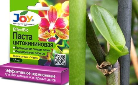 Цитокининова паста за съживяване на орхидеята