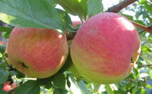 Sommar fruktträd vård
