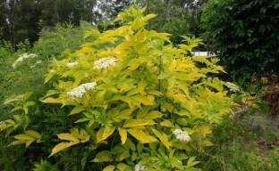 Sureau Aurea - une plante d'arbre ornemental avec des baies comestibles