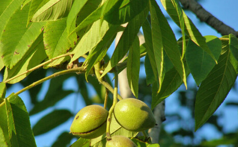 Ako zasadiť do vašej záhrady mandžuský orech