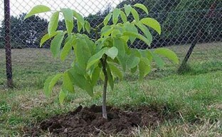 Planting an annual walnut seedling