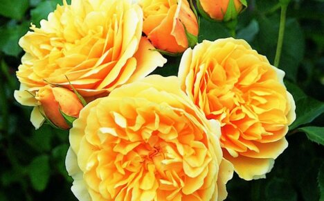 Bakit gustung-gusto ng lahat ng mga romantiko ang rosas na Ingles na si Graham Thomas