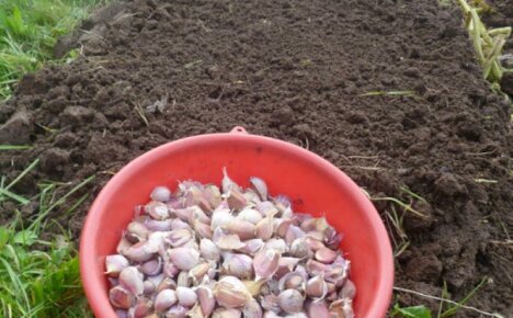 Do you know how to prepare garlic for planting