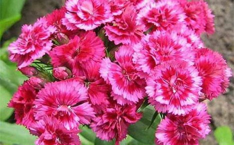 Growing a Chinese carnation for a stylish garden decoration