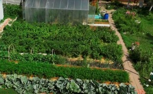 Grădină de legume inteligentă fără probleme