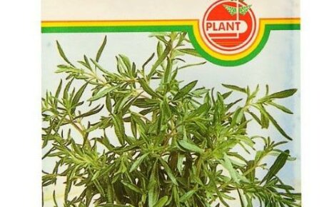 Savory: sådd frön för plantor - när och hur man sår kryddigt gräs
